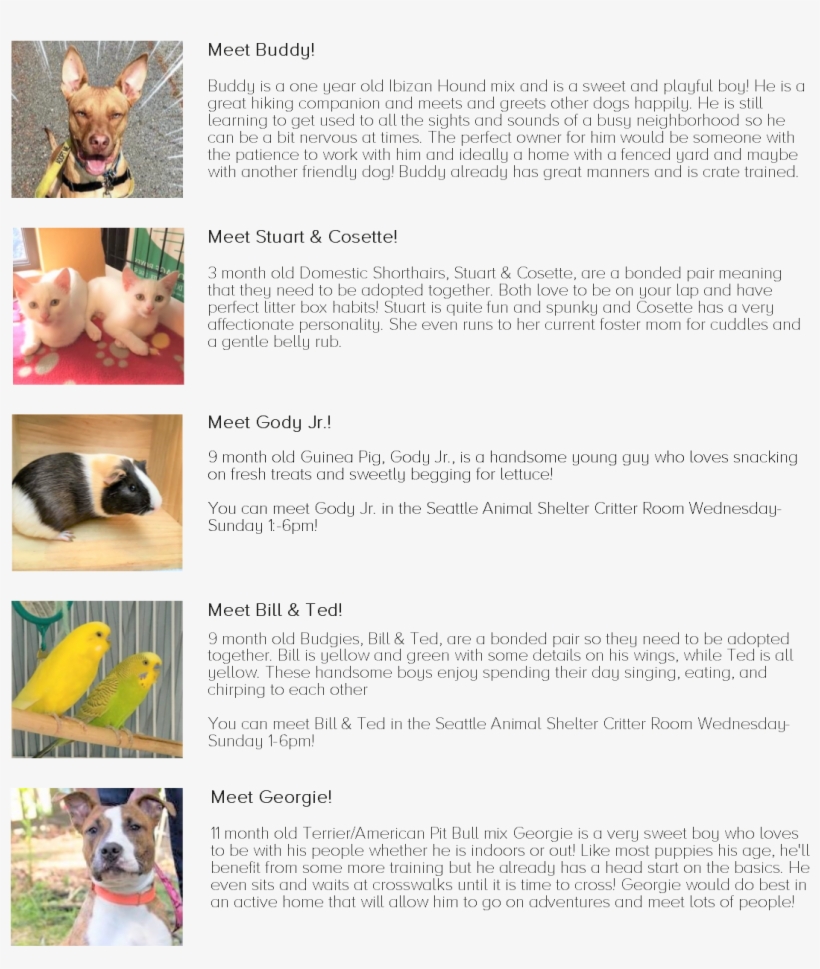 Pets - Dog Licks, transparent png download