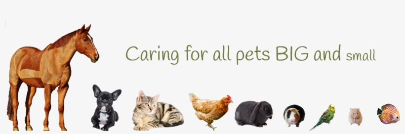 Caring For Pets Big And Small - Pets Big To Small, transparent png download
