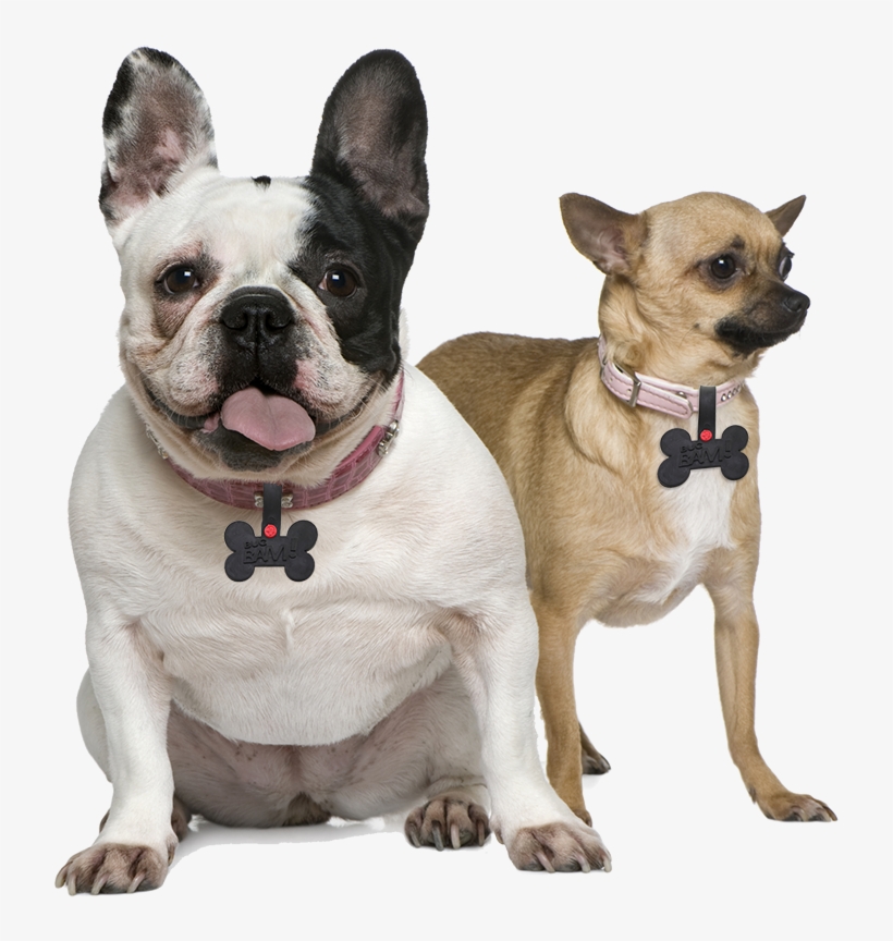 Load Image Into Gallery Viewer, Mosquito, Flea &amp - Chiguagua Con Bulldog Frances, transparent png download