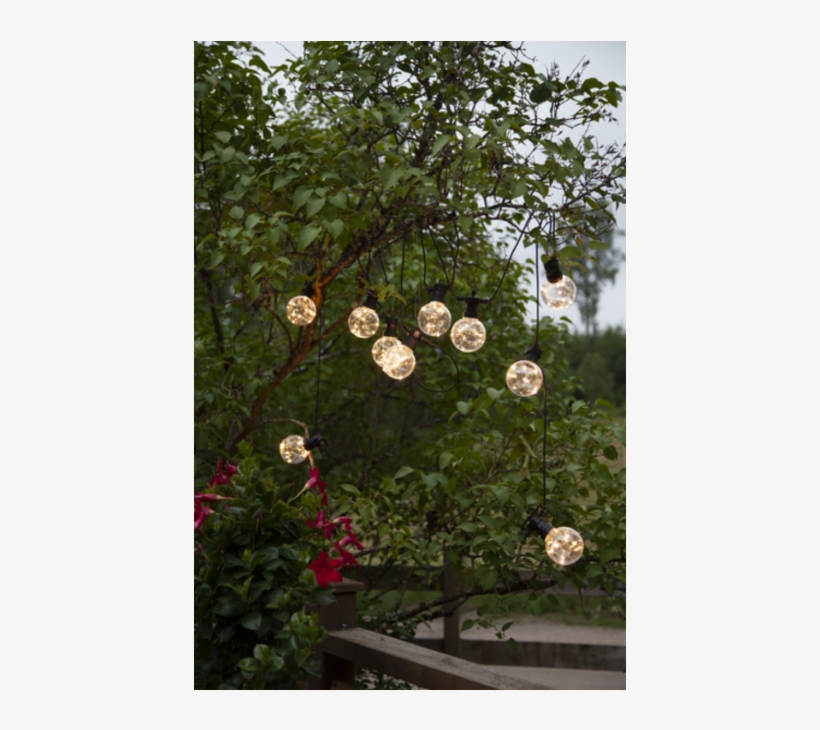 Party Lights Party Lights Party Lights - Arizona Cypress, transparent png download