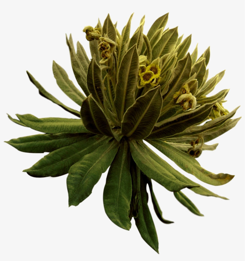 Water Reserves - Protea, transparent png download