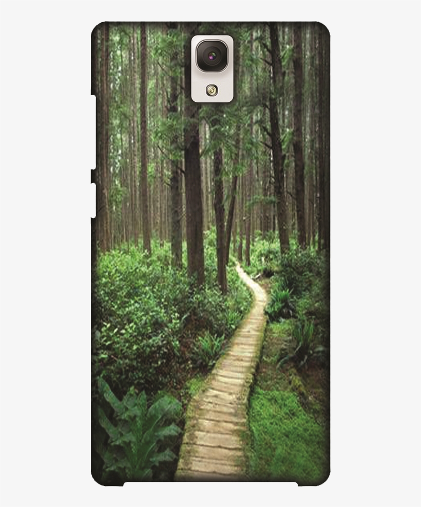 Old-growth Forest, transparent png download