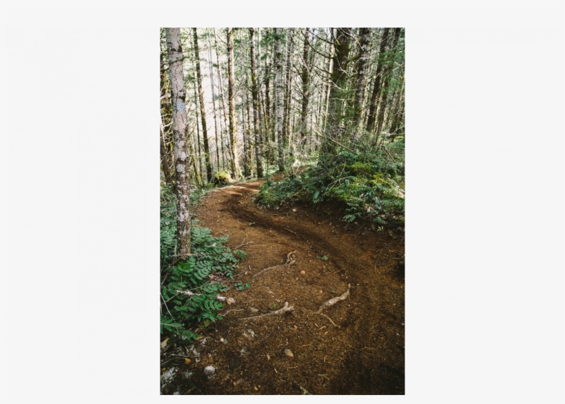 Breadwinning-1 - Old-growth Forest, transparent png download