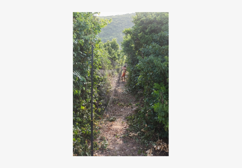 Prevnext - Trail, transparent png download