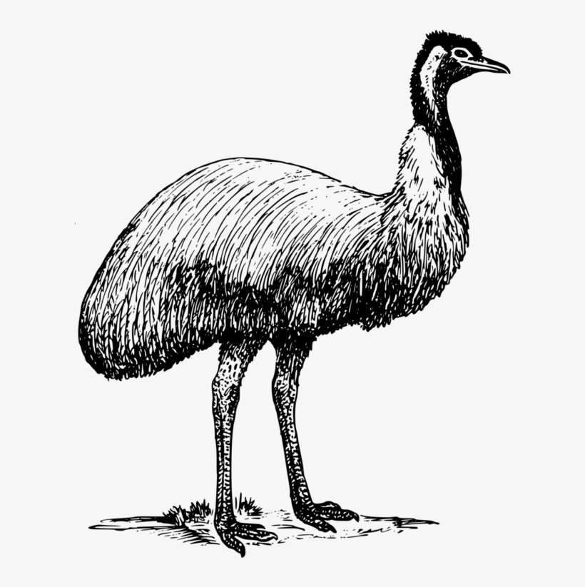 Common Ostrich Emu War Drawing Bird - Australian Animals Word Find, transparent png download
