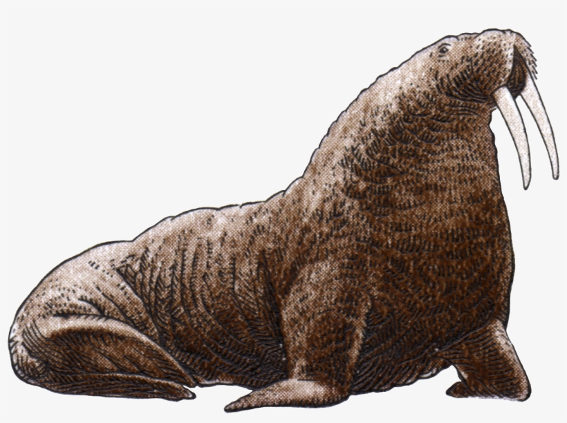 Walrus Png Image File - Walrus On White Background, transparent png download