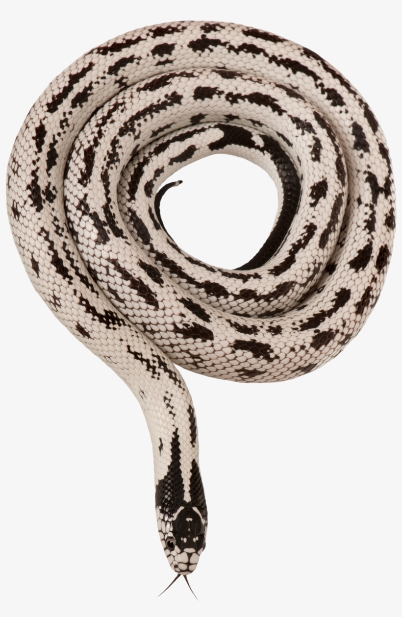 Graphic California Kingsnake Mexican Black Stock Photography - Mexican Black Kingsnake, transparent png download