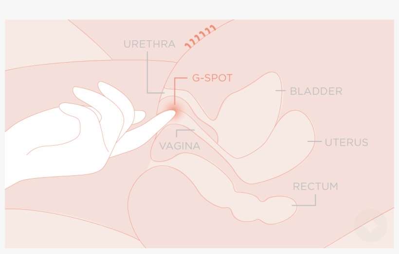 Learn To Find Out The Location Of The G-spot - Pussy Hole G Spot, transparent png download