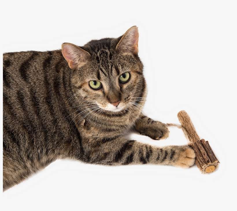 Every Cat Parent Would Agree With Us When We Say That - Domestic Short-haired Cat, transparent png download