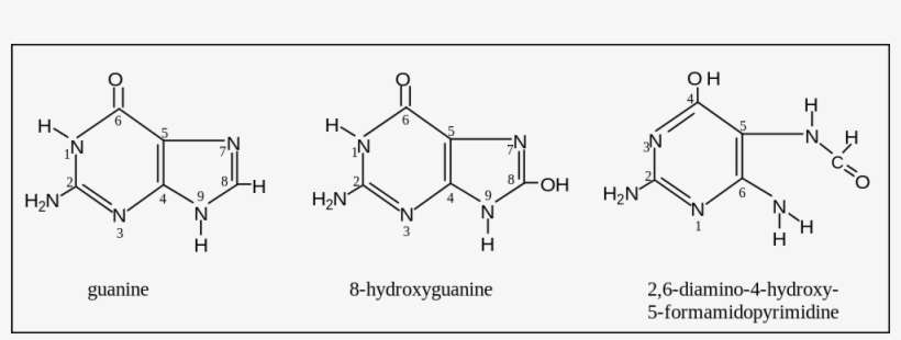 When Dna Undergoes Oxidative Damage, Two Of The Most - Diagram, transparent png download