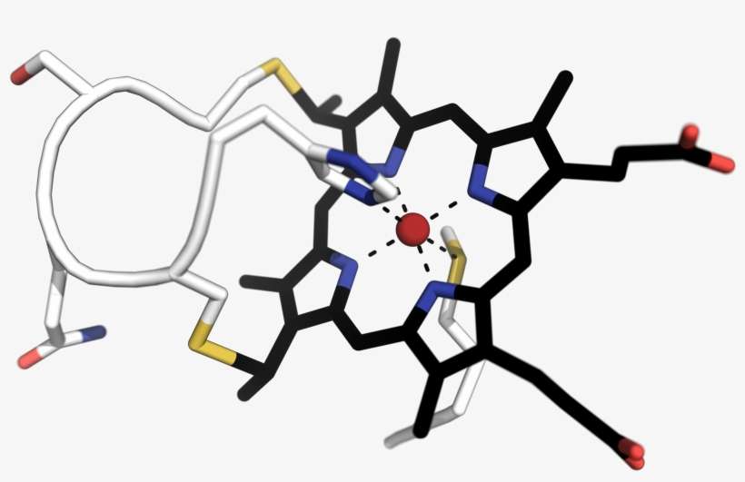 Insect, transparent png download