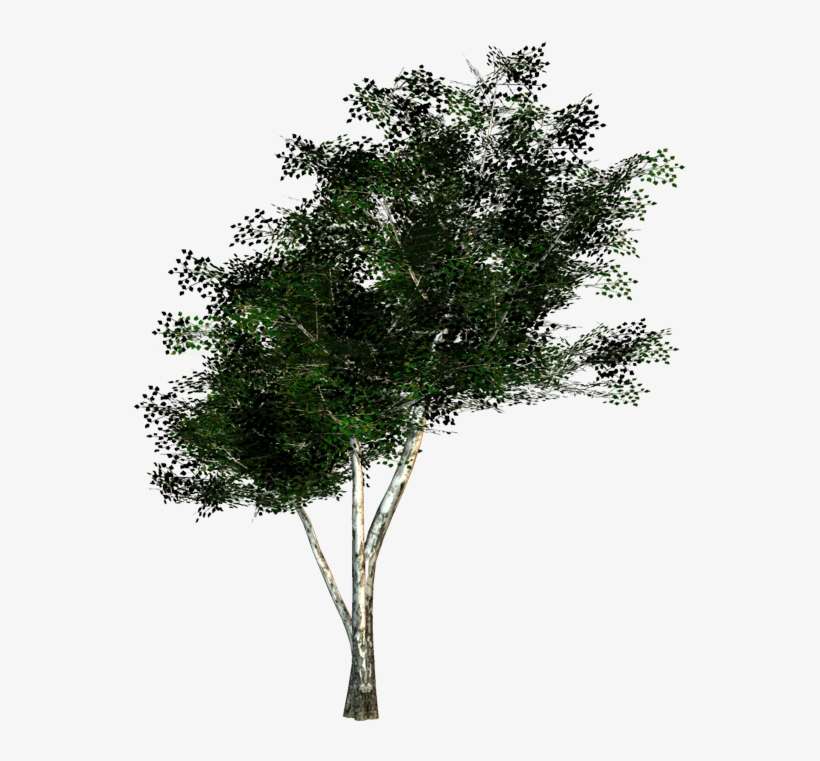 260 Textures Zip Download - Mexican Pinyon, transparent png download