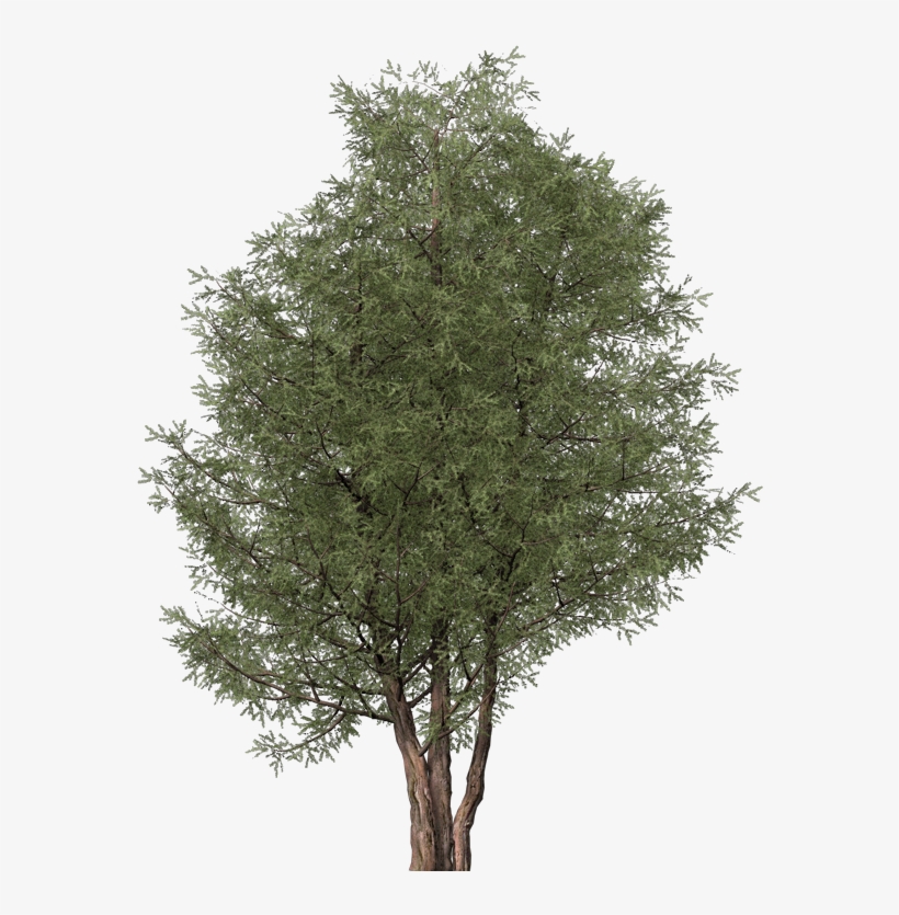 Images - Mexican Pinyon, transparent png download