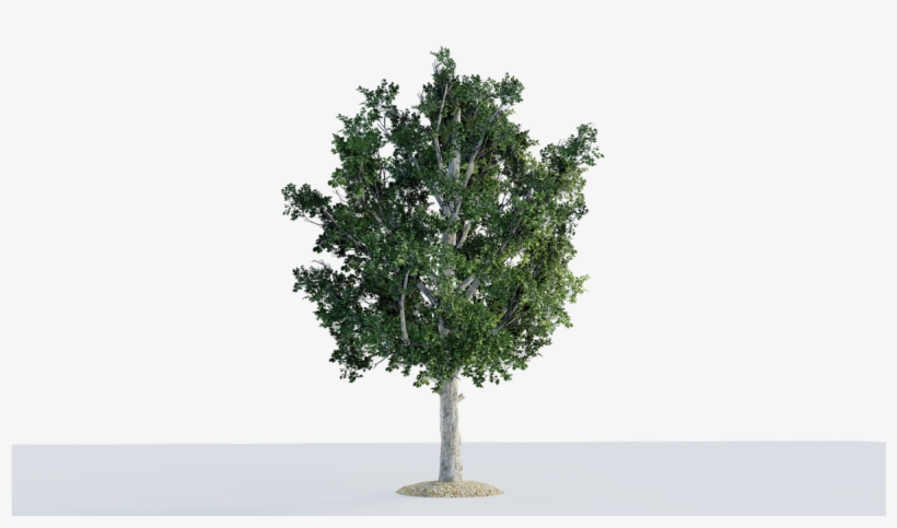 Mexican Pinyon, transparent png download