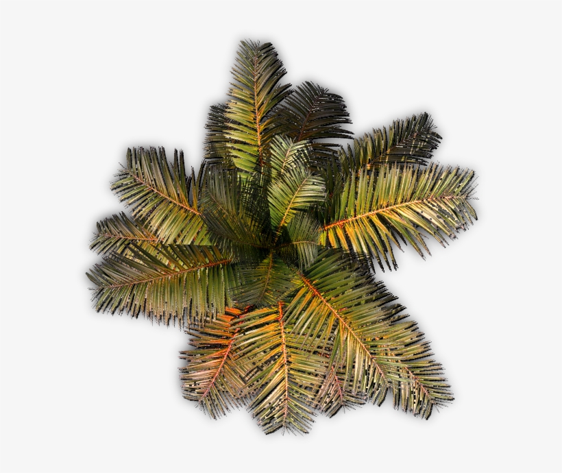 Palm A 06 Feb 2009 - Roystonea, transparent png download