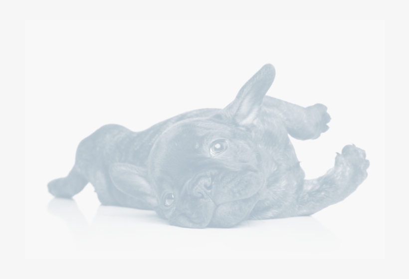 Before You Purchase A French Bulldog You Need To Decide - Companion Dog, transparent png download