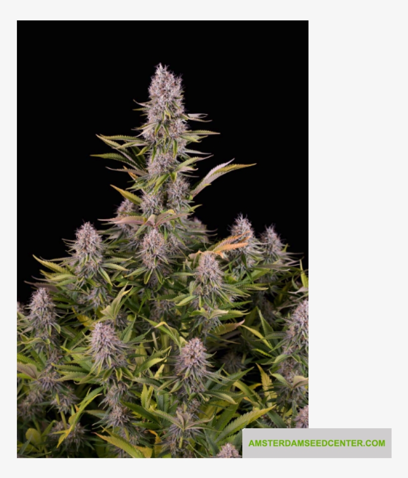 Amsterdam Seed Center - Amnesia Kush Dinafem, transparent png download