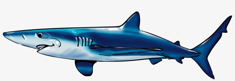 "travel Up The Water A Bit More And You Will Meet Someone - Shark, transparent png download