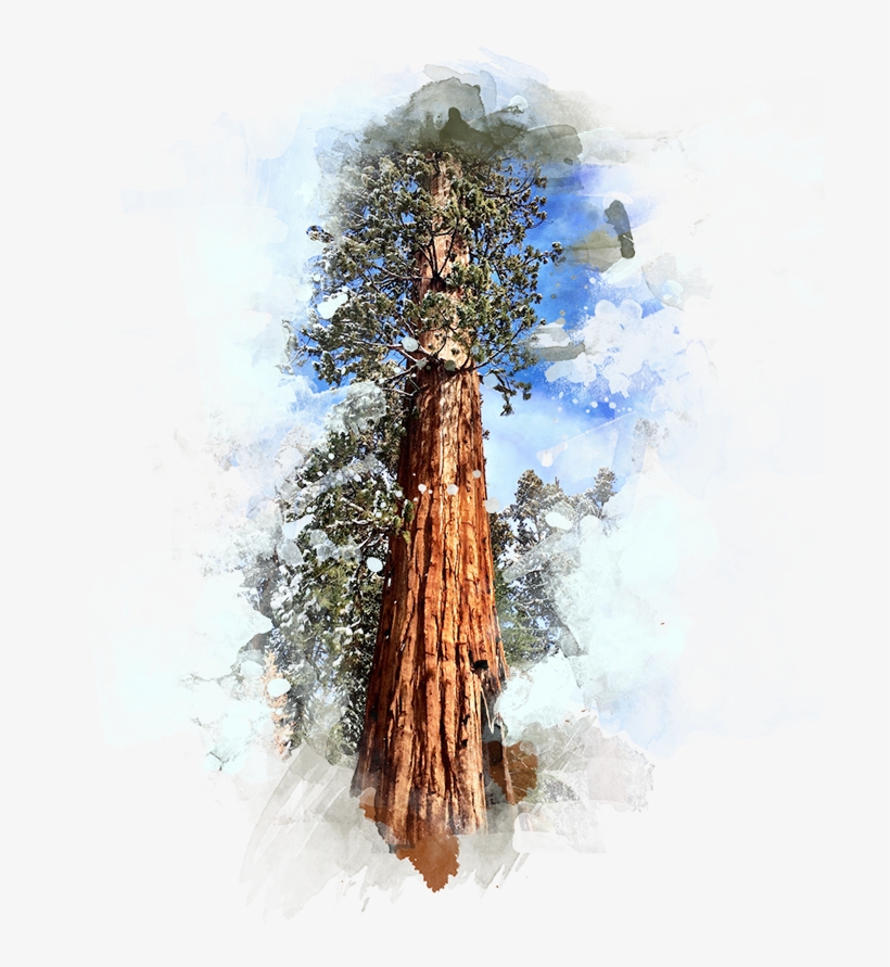 Forte Designs Sequoia Tree Sequoia Tree Transparent Background Png Image Transparent Png Free Download On Seekpng