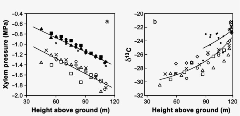 2 A Xylem Pressure Of Small Branches Measured At Predawn - Diagram, transparent png download