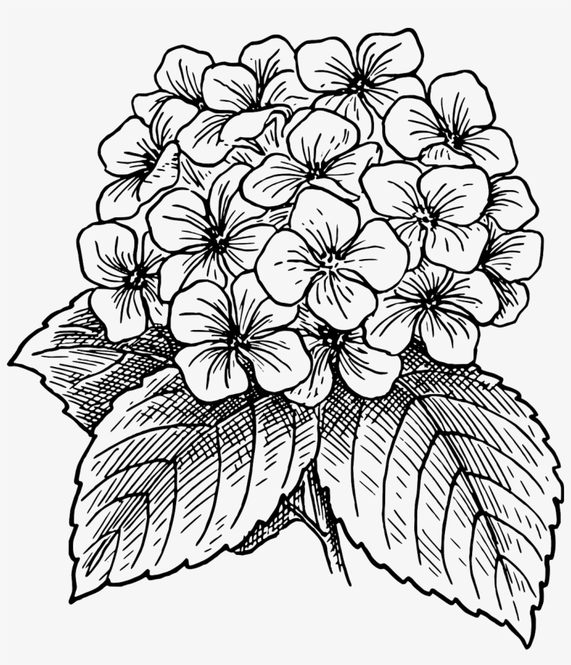 Flor, Florescente, Planta, Folhas, Costas E Branco - Hydrangea Flower Drawing, transparent png download