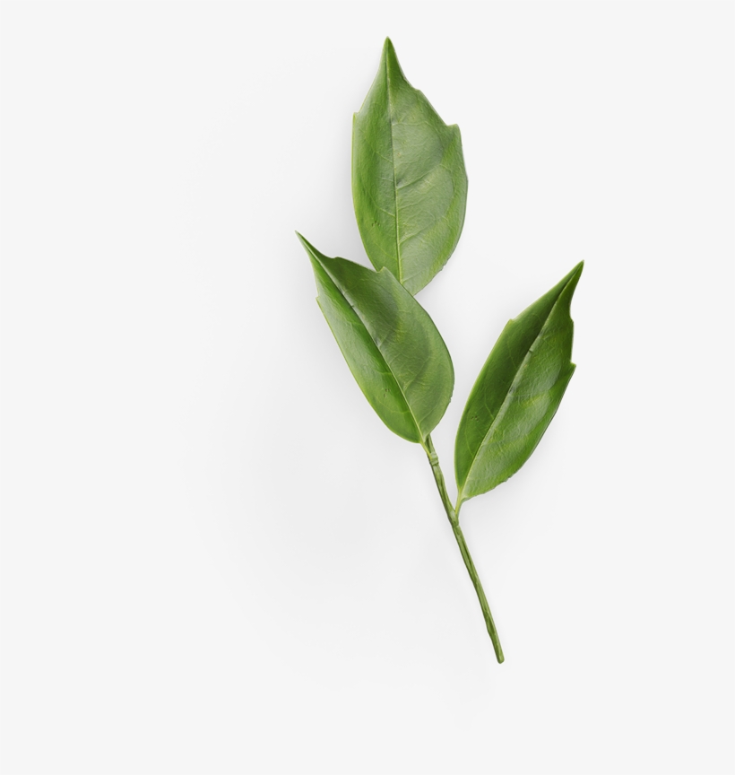 Process Leaf - California Laurel, transparent png download