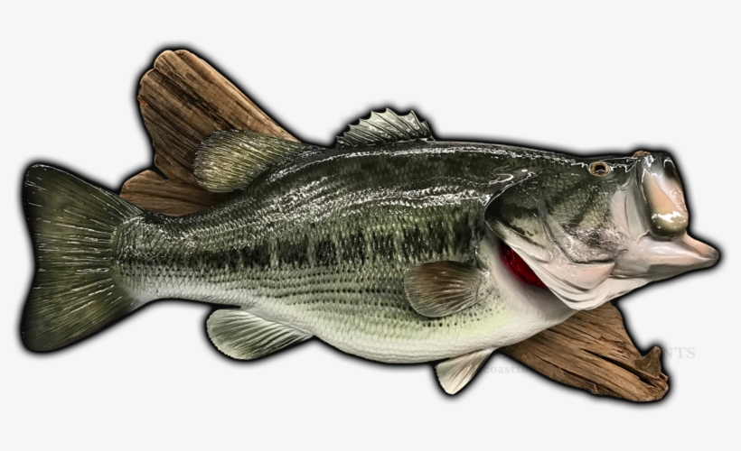 26\ - Sea Bass, transparent png download