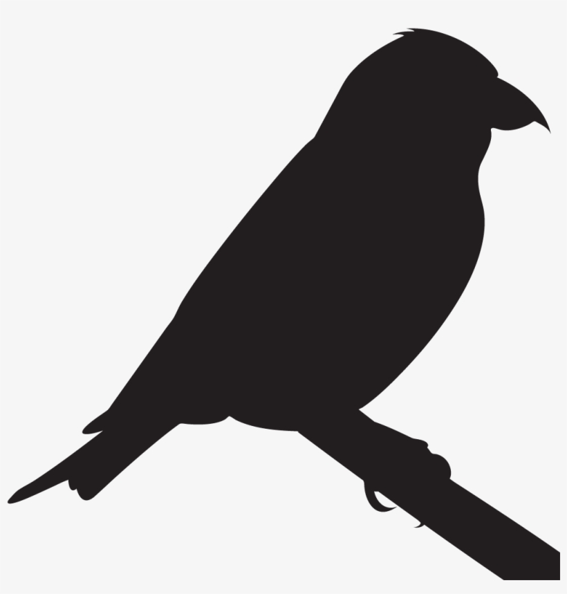 Red Crossbill Overview All About Birds Cornell - Crow, transparent png download