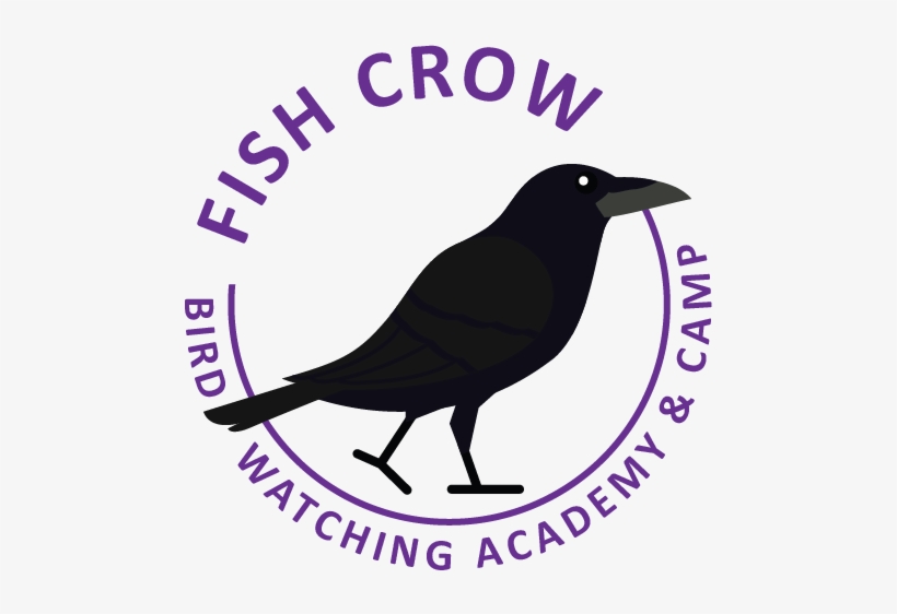 Fish Crow - American Crow, transparent png download
