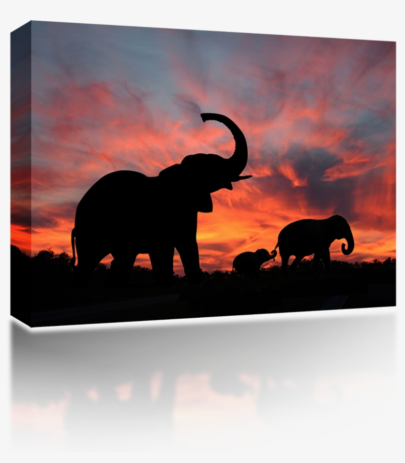Elephant Cover Photos For Facebook, transparent png download