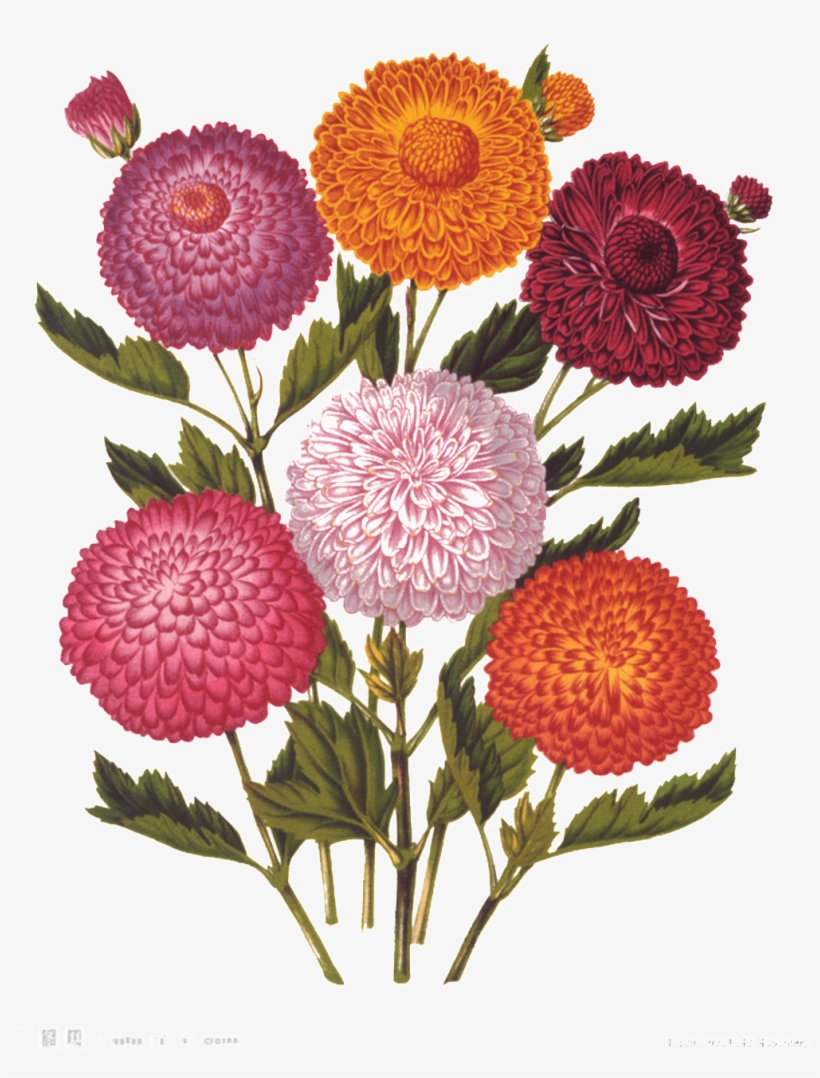 Fresh Colored Flowers Hand Drawn Chrysanthemum Decorative - Double Ninth Festival, transparent png download