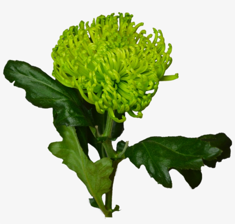 Green Chrysanthemum Flower Shop Studio Flores - Chrysanths, transparent png download