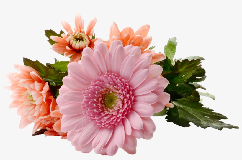 Chrysanthemum Png, transparent png download