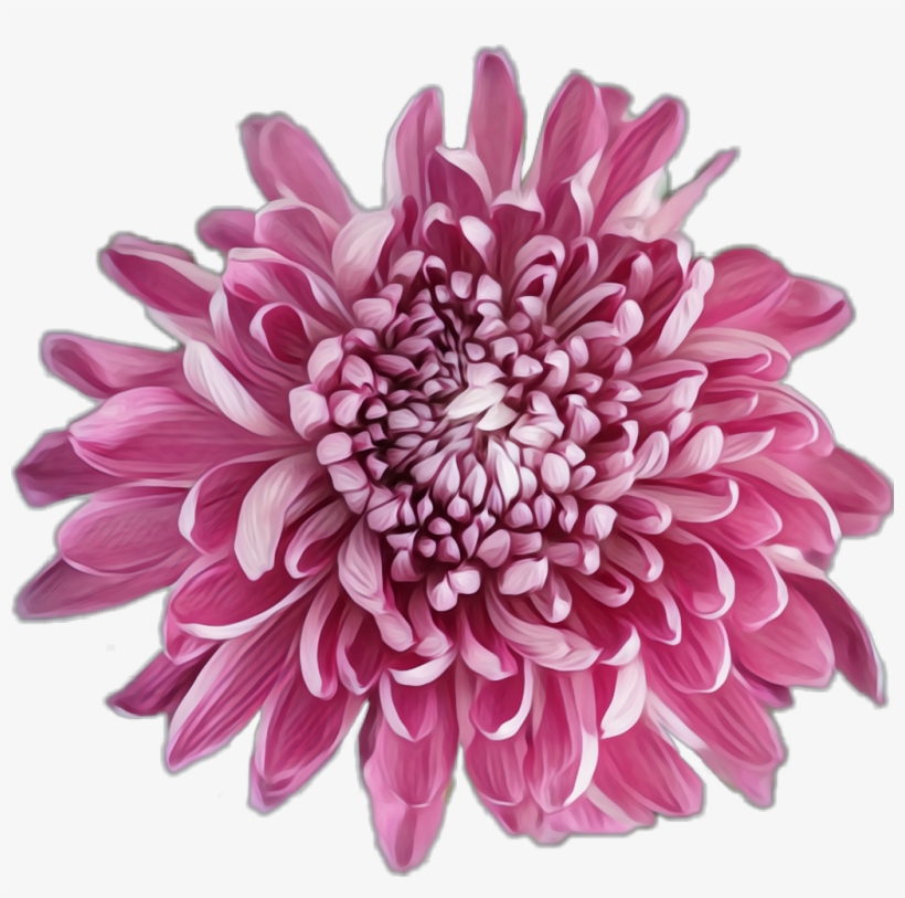 Dahlia, transparent png download