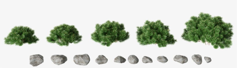 Rocks - Mexican Pinyon, transparent png download