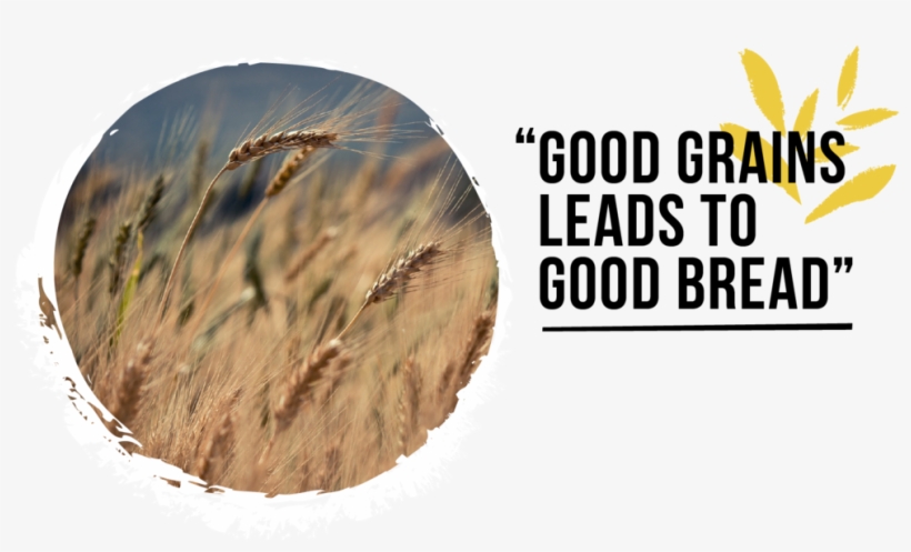 We Believe That Good Grain Leads To Good Bread - Bigtree, transparent png download