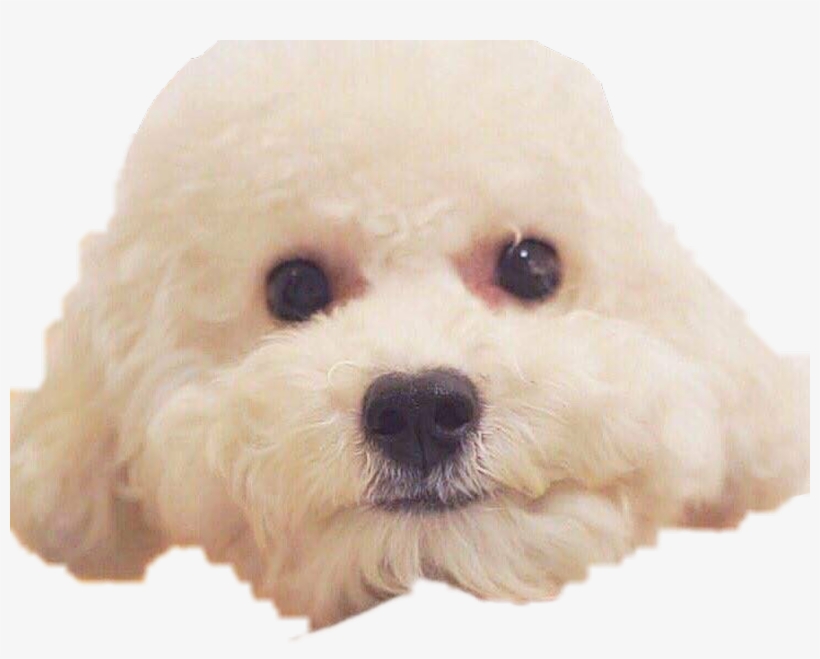 Vivi Sticker - Sehun, transparent png download