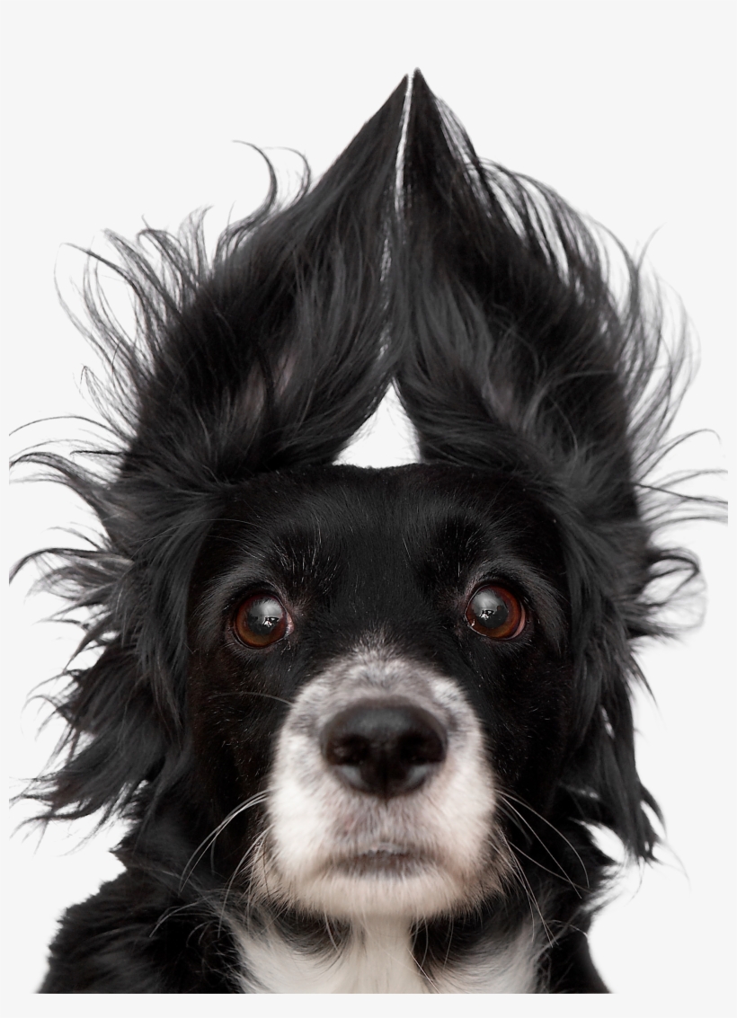 Adobestock 1488258 Buy-ears - Greeting Card, transparent png download