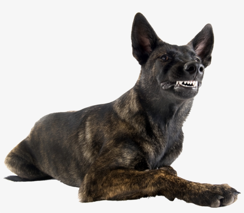 Aggressivedogs - Dutch Shepherd, transparent png download