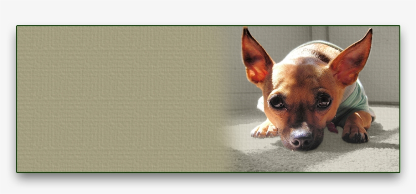 Dog Trainer Jill Morstad Small Dog Inside House - Chihuahua, transparent png download