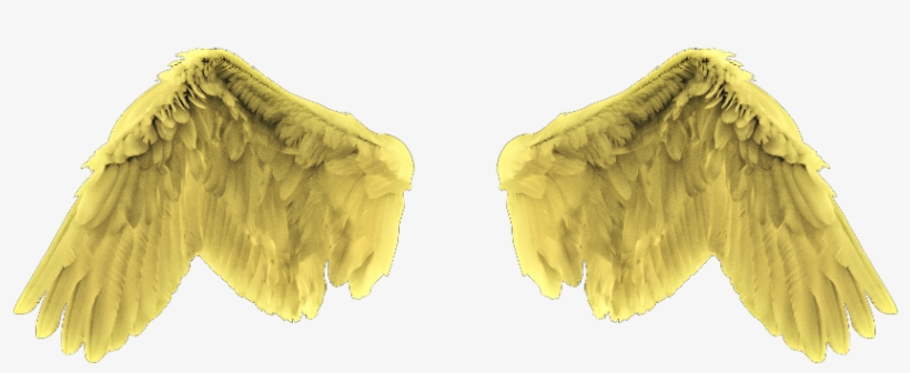 Bird, transparent png download