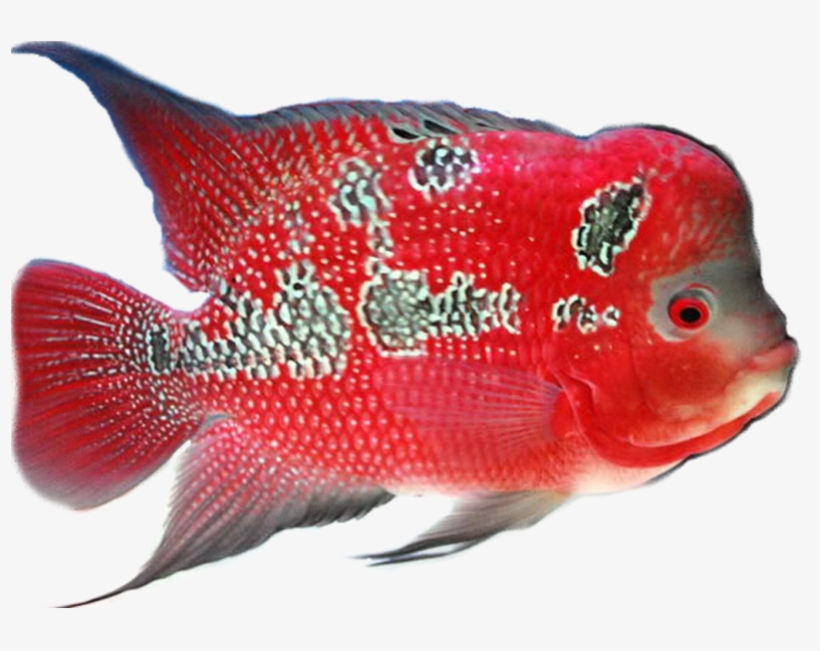 Free Png Download This Page Is Your Source For The - Goldfish, transparent png download