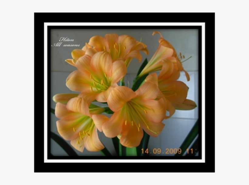Buy Clivia Plants And Clivia Seeds - Artificial Flower, transparent png download