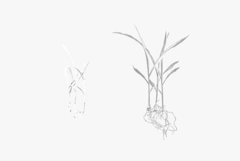 Our Exclusive Combinations Of Fungicides Help You Rise - Sketch, transparent png download