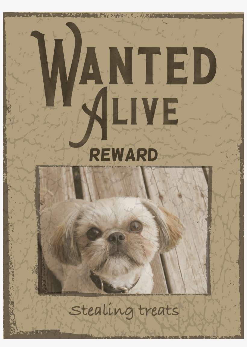 I Have No Idea What I'm Doing😝 - Pekingese, transparent png download