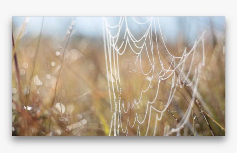 Long Leaf Pine Still 4 - Spider Web, transparent png download