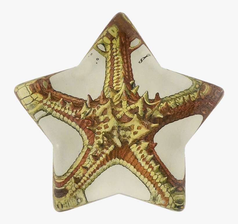 Starfish, transparent png download