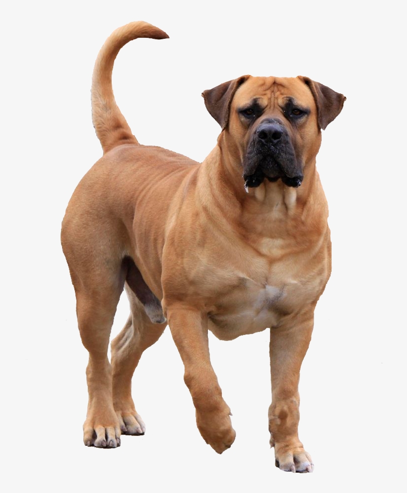 736 X 958 8 - Boerboel Full Grown, transparent png download