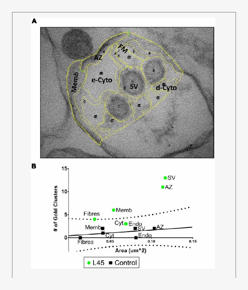 Compartment Analysis Of Immunogold Labeling In L45-cryoloaded - Diagram, transparent png download