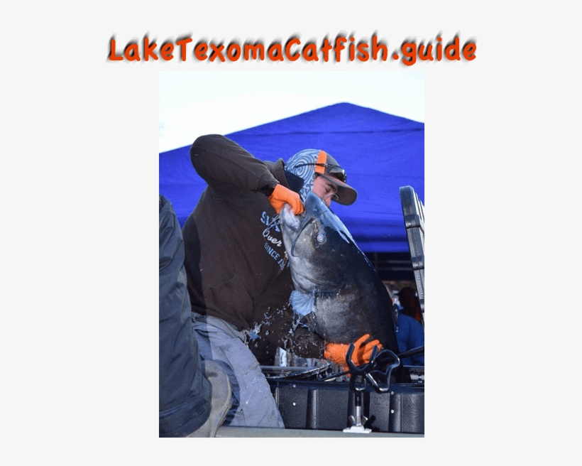 Catching Blue Catfish, Lake Texoma Catfish Guides - Jigging, transparent png download